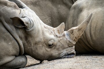 Closeup shot of a gray rhino laying down on a wildlife preserve © Paul Macintyre/Wirestock Creators
