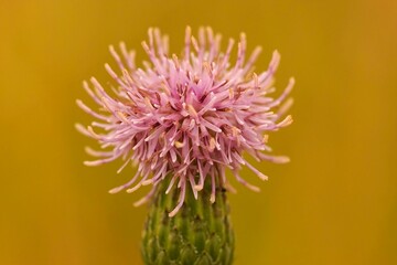 Closeup shot of blooming thistle head