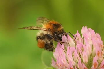 Macro shot of a common carder bee working on clover