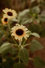Vertical closeup shot of blooming small sunflowers on a field