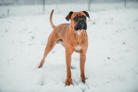 Closeup shot of a small brown boxer dog running around on a snowy field