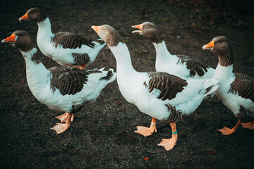 Stoccolma, Svezia. Isoletta di Skansen dove è racchiuso lo stile dell'epoca, i colori, le abitazioni e gli animali. Anatre.
