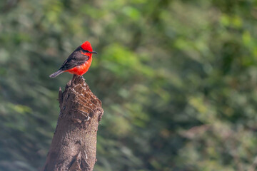 Vermilion flycatcher on a tree