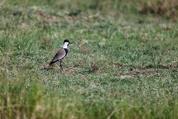 Closeup of a little spur-winged plover (Vanellus spinosus) in a field in the Masai Mara, Kenya