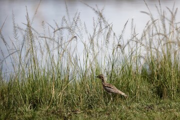 Closeup of a spotted thick-knee (Burhinus capensis) near a waterpool in the Masai Mara, Kenya