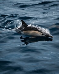 Closeup of a beautiful spinner dolphin diving into the ocean water