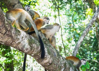 Squirrel monkey playing on the tree branch