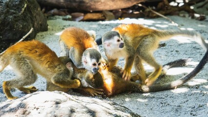 Squirrel monkey playing on the ground