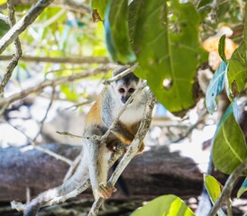 Squirrel monkey playing on the tree branch
