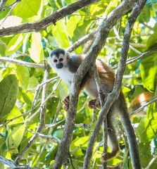 Squirrel monkey playing on the tree branch