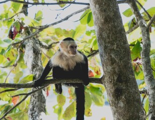 Capuchin monkey playing on the tree branch