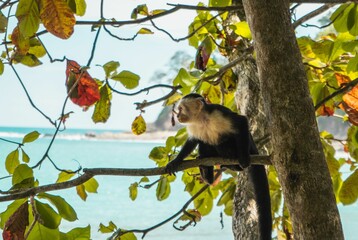 Capuchin monkey playing on the tree branch