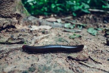 Closeup shot of a big black worm slowly crawling on the ground in a forest