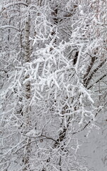 Tree branches covered with snow in winter