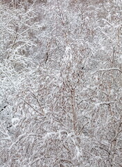 Tree branches covered with snow in winter