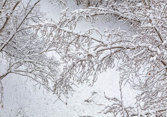 Tree branches covered with snow in winter