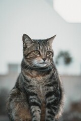Naklejka na ściany i meble Closeup vertical shot of a cute striped cat