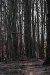 Vertical shot of deciduous trees