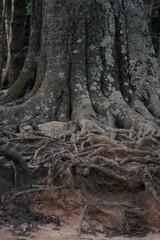Fototapeta na wymiar Vertical shot of the roots of the tree