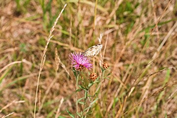 Closeup shot of Melanargia Galathea feeding on pollen of a purple flower with grass