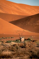 Vertical shot of a  gemsbok or South African oryx (Oryx gazella) in Namib desert, Africa