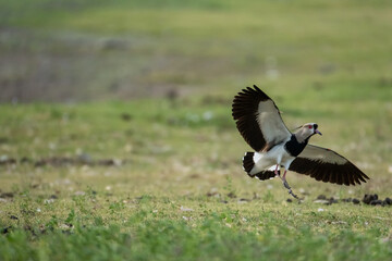 South American bird called Tero just about to land on the grass