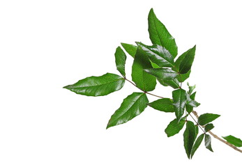 Obraz premium Green tree leaves isolated on white background