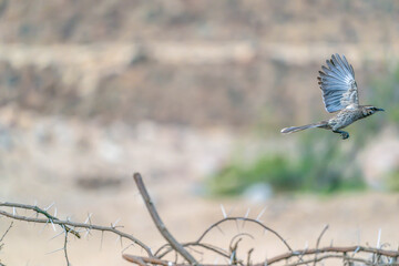 long-tailed mockingbird in flight