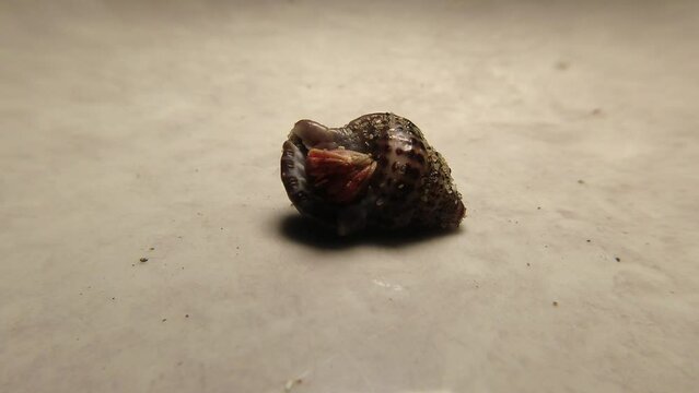 hermit crab,Paguroidea, Clibanarius fonticola are omnivorous scavengers, eating microscopic mussels and clams, bits of dead animals, and macroalgae.
