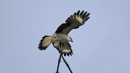 Low angle shot of a hawk with its wings spread and perched on 
 tree branch against a clear blue sky
