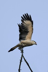 Vertical Low angle shot of a hawk spread wings perched on  tree branch against a clear blue sky