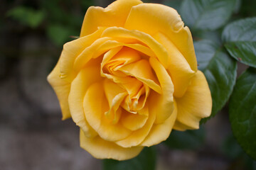 yellow rose