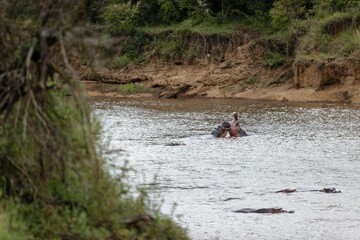 Closeup of hippos fighting in the water of the Mara River in the Masai Mara, Kenya