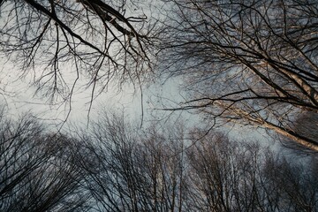 Low-angle shot of the deciduous tree branches against a clear sky