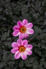 pretty pink flowers of the dahlia with a background of dark purple leaves