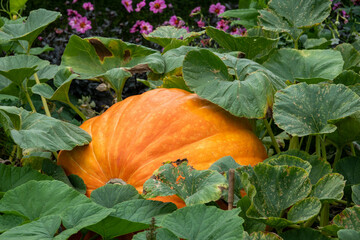 Obraz premium bright orange pumpkin growing through green leaves ready for halloween