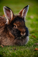 the black rabbit in the grass is a symbol of the Chinese new year 2023 and Easter