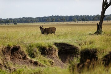 Closeup of a common eland (Taurotragus oryx)  in the Masai Mara, Kenya
