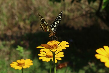 Closeup of a butterfly on a yellow flower under sunlight