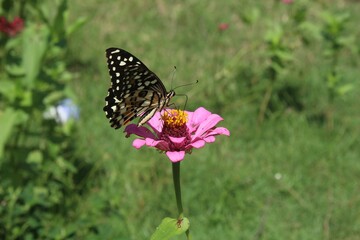 Fototapeta na wymiar Closeup of a butterfly on a pink flower under sunlight