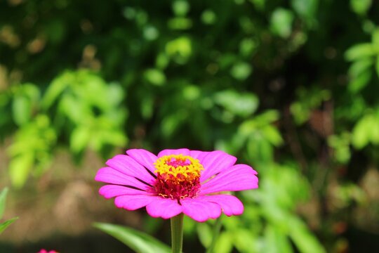 Closeup shot of pink flower in bloom against blur background