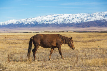 Fototapeta na wymiar Horse grazes in the Kazakhstan steppe on a mountain landscape