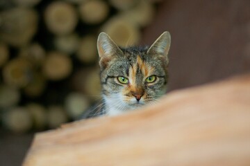 Closeup shot of a cat with chopped wood in the background
