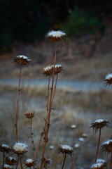 Obraz premium Vertical closeup of dried plume thistles (Cirsium) in a field against a blurred background