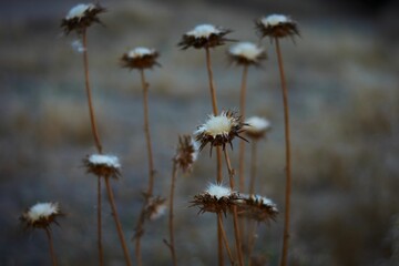 Closeup of dried plume thistles (Cirsium) in a field against a blurred background