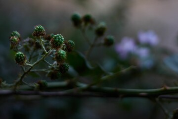 Closeup of unripe blackberries (Rubus allegheniensis) against dark background