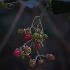 Closeup of unripe and ripe blackberries (Rubus allegheniensis) against dark background