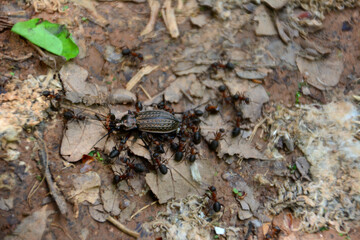 group of ants carrying big black beetle, close-up