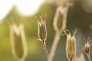 Selective focus shot of flower buds