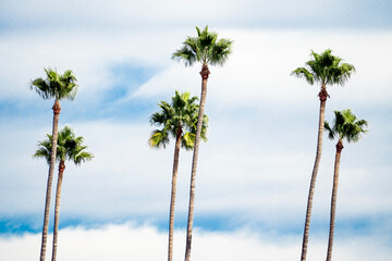 Naklejka premium Skinny Palm Trees